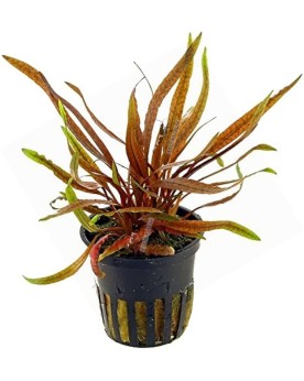 Cryptocoryne Spiralis  Red  - en pot